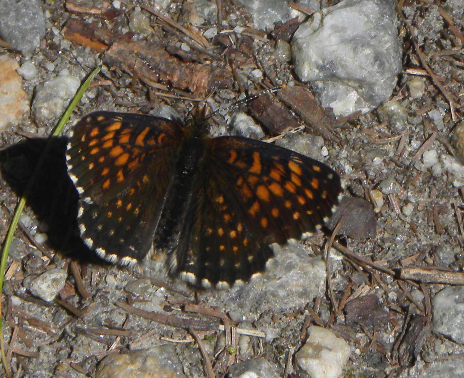 Identificazione farfalla: Melitaea diamina - Nymphalidae